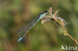 Maanwaterjuffer (Coenagrion lunulatum)