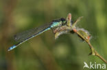 Maanwaterjuffer (Coenagrion lunulatum)