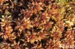 Papillose Bog-moss (Sphagnum papillosum)