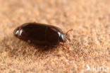 Paromalus parallelepipedus