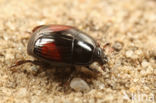 Margarinotus purpurascens