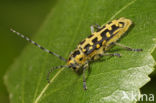 Ladder Populierenbok (Saperda scalaris)