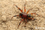 Heidesteatoda (Steatoda phalerata)