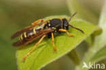 Bergveldwesp (Polistes biglumis)