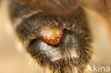 Meidoornzandbij (Andrena carantonica)