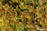 Gewoon veenmos (Sphagnum palustre)