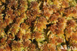 Blunt-leaved Bog-moss (Sphagnum palustre)