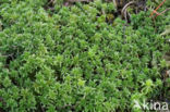 Cow-horn Bog-moss (Sphagnum denticulatum)