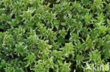 Geoord veenmos (Sphagnum denticulatum)