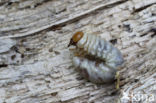 Small Stag Beetle (Dorcus parallelipipedus)