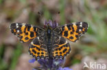 Map Butterfly (Araschnia levana)