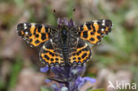 Landkaartje (Araschnia levana)