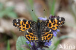 Map Butterfly (Araschnia levana)