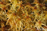 Flat-topped Bog-moss (Sphagnum fallax)