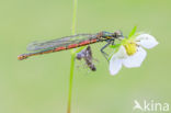 Large Red Damselfly (Pyrrhosoma nymphula)