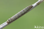 Lesser Yellow Underwing (Noctua comes)