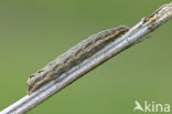 Lesser Yellow Underwing (Noctua comes)