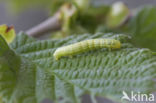 Kleine wintervlinder (Operophtera brumata)