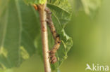 Perentak (Apocheima pilosaria)
