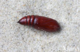 Lesser Yellow Underwing (Noctua comes)