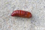 Lesser Yellow Underwing (Noctua comes)