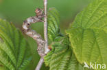 Perentak (Apocheima pilosaria)