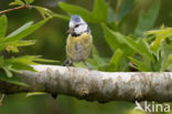 Blue Tit (Parus caeruleus)
