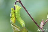 Piramidevlinder (Amphipyra pyramidea)