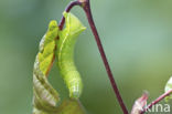 Piramidevlinder (Amphipyra pyramidea)