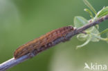 Zwartstipvlinder (Agrochola lota)
