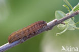 Zwartstipvlinder (Agrochola lota)