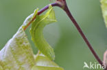 Piramidevlinder (Amphipyra pyramidea)