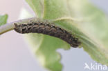 Lesser Yellow Underwing (Noctua comes)