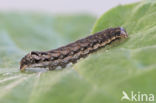 Lesser Yellow Underwing (Noctua comes)