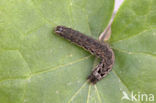 Lesser Yellow Underwing (Noctua comes)