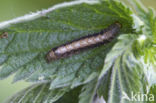 Dubbelstipvoorjaarsuil (Orthosia munda)