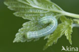 Variabele voorjaarsuil (Orthosia incerta)