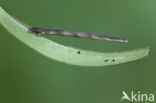 Zwartvlekspikkelspanner (Menophra abruptaria)