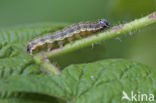 Kleine voorjaarsuil (Orthosia cruda)