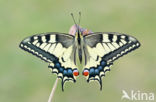 Swallowtail (Papilio machaon)