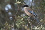 Blauwe Ekster (Cyanopica cyana cyana)