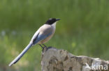 Azure-winged Magpie (Cyanopica cyana cyana)