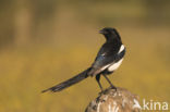 Black-billed Magpie (Pica pica)