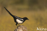 Black-billed Magpie (Pica pica)