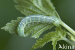 Clouded Drab (Orthosia incerta)