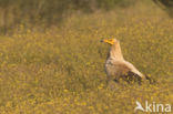 Egyptian vulture (Neophron percnopterus)