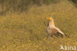 Egyptian vulture (Neophron percnopterus)