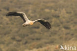 Egyptian vulture (Neophron percnopterus)