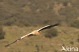 Egyptian vulture (Neophron percnopterus)