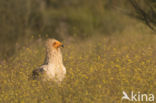 Egyptian vulture (Neophron percnopterus)